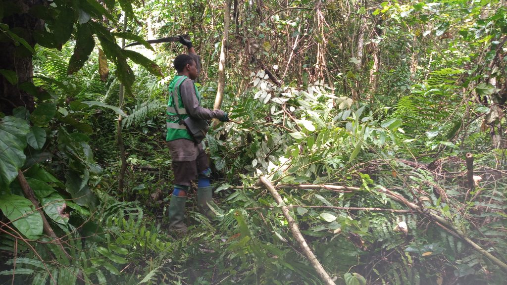 Rehabilitation of Wandusoa Food Forest-Volunteer clearing.